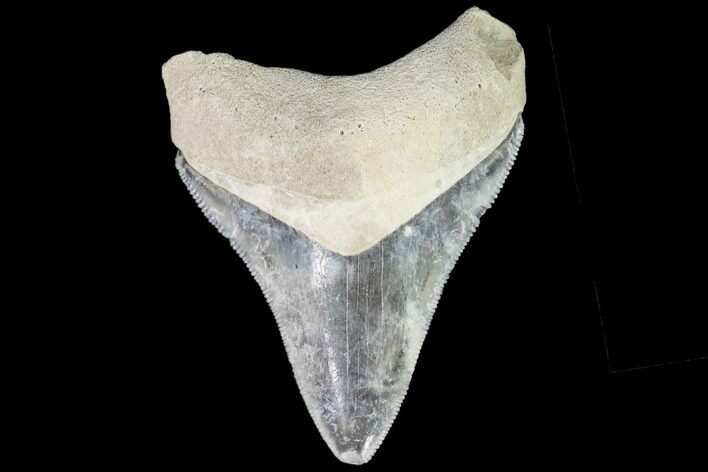 Serrated, Fossil Megalodon Tooth - Florida #110471